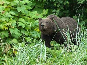 Chichagof Gold Mine Sänna 
